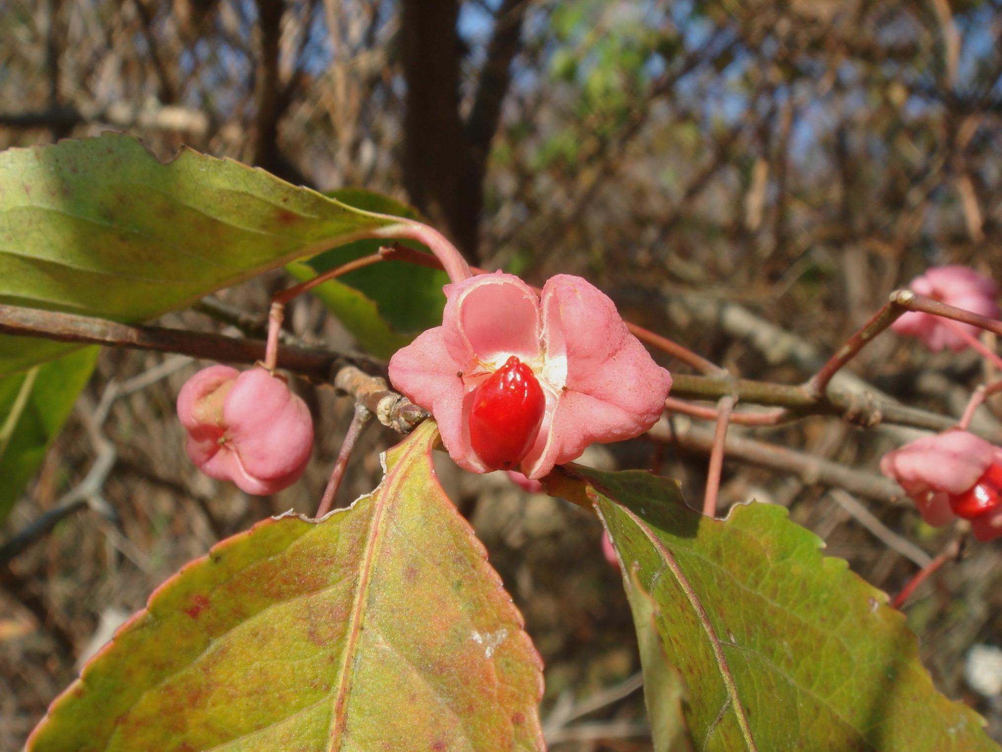 Euonymus hamiltonianus Wallich var. sieboldianus (Blume) Hara